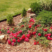 Мульча для розариев и цветочных клумб Elitte Terre, 50 л