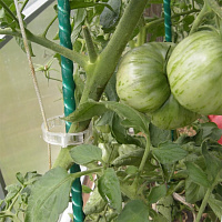 Опора для растений (колышек) 8 мм рифленая, 1,5 м